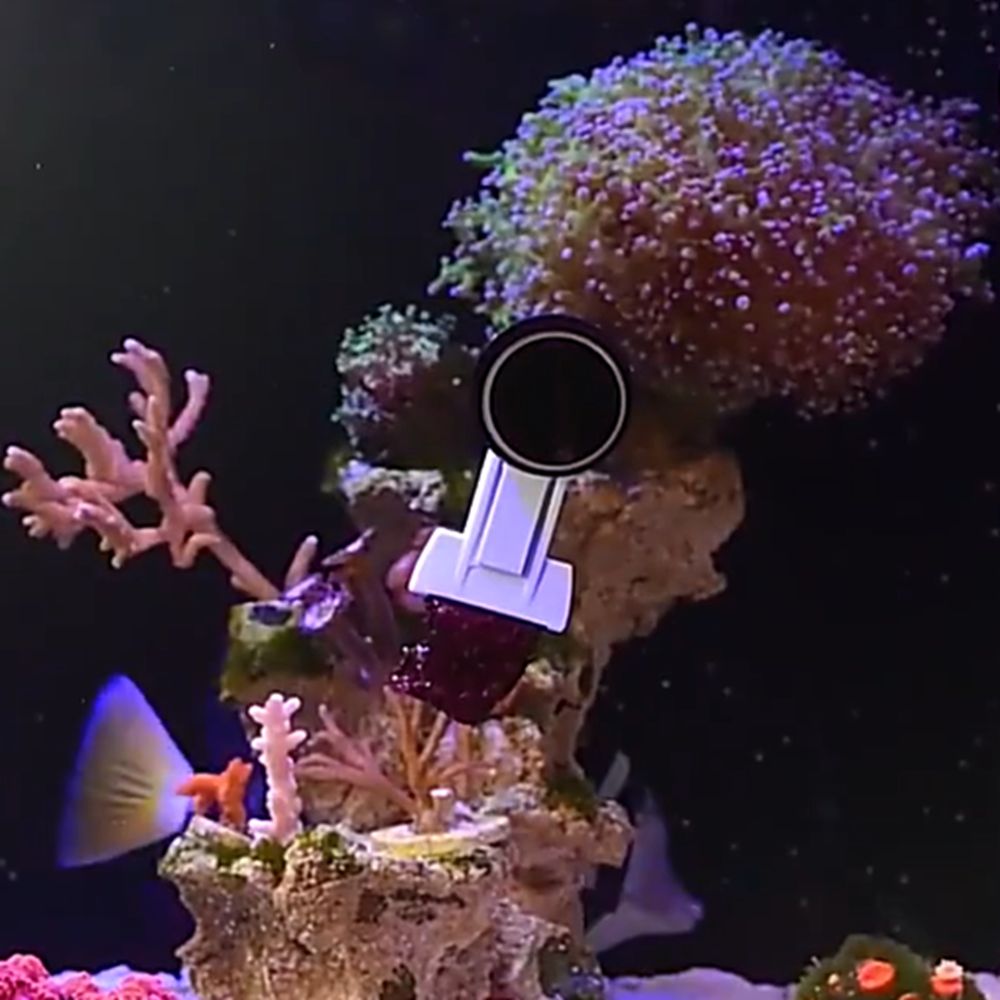 Aquarium Marine Services - مشبك مغناطيسي لتغذية الأسماك بالطحالب والخضروات،